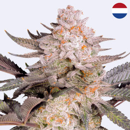 Feminizovaná semínka Orange Bud 2.0