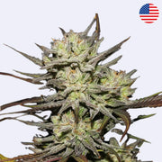 Originální samokvetoucí semínka odrůdy Northern Lights