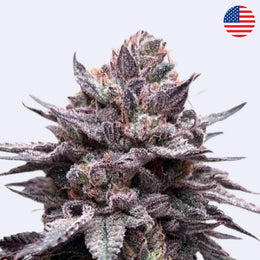 Papaya Sherbet Feminisierte Samen - 420 Fast Buds Blüte mit lila Blättern und Frost auf den Knospen