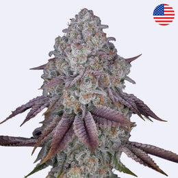 Feminizovaná semínka Persian Pie