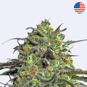 Close-up of Peyote Cookies cannabis bud from Barney's Farm displaying rich green colors and frosty trichomes.