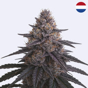 Elektrárna - Dutch Passion - řízky