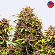 Samonakvétací semínka Purple Lemonade