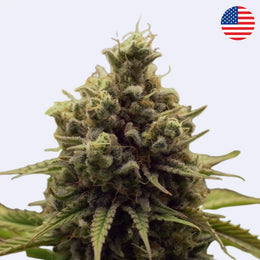 Feminizovaná semínka Purple Queen