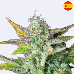 Semena Quick One Autoflowering