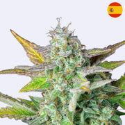 Semena Quick One Autoflowering