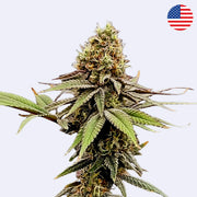 Duhový sorbet #11 - řízky