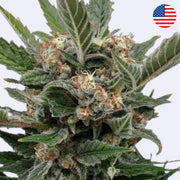 Feminizovaná semínka Royal Gorilla