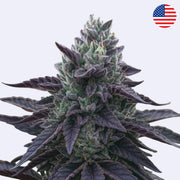 Sladký krémový koláč - Pouze klon - Krájení