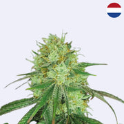 Feminizovaná semínka Sketch