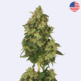 Feminizovaná semínka Skyrocket