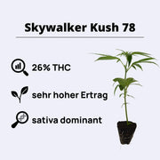 Skywalker Kush 78 - Clone Only - Steckling with 26% THC, high yield, and sativa dominant characteristics.