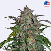 Semena samokvetoucí odrůdy Smoothie