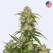 Samonakvétací semínka Sour Jealousy