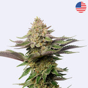 Feminizovaná semínka Strawberry Glue