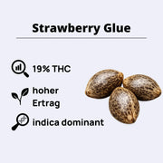 Feminizovaná semínka Strawberry Glue