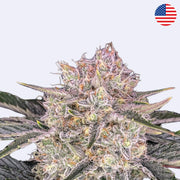 Semena samokvetoucí odrůdy Strawberry Gorilla