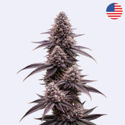 Super Buff Cherry - GMLS Breeder Cut Steckling mit dichten, purpurfarbenen Blütenständen.