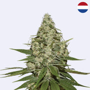 Samonakvétací semínka Super Lemon Haze