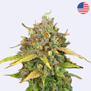 Samonakvétací semínka Sweet ZZ