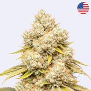 Tangie Land Steckling von Crockett Family Farms, dicht belaubte Blütenpracht mit zarten Trichomen.