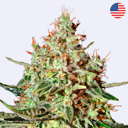 Feminizovaná semínka Trainwreck