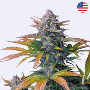 Samonakvétací semínka Tropicana Cookies