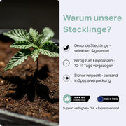 Skywalker Kush 78 - Clone Only - Steckling - gesunde Stecklinge in Anzuchterde, bereit zum Einpflanzen.