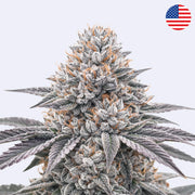 Close up of famous weeding cake cannabis strain, cannabis cali clone.