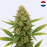 White Russian - Serious Seeds - řízky