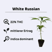 White Russian - Serious Seeds - řízky