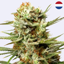 Semena samokvetoucí odrůdy White Widow