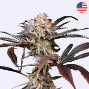 Feminizovaná semínka Wonder Pie