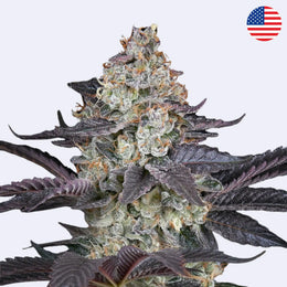 Feminizovaná semínka Ztrawberry