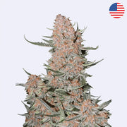 Samonakvétací semínka Ztrawberriez